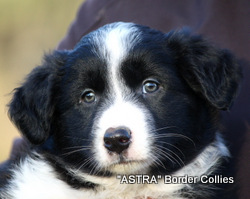 black and white FEMALE border collie puppy